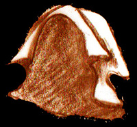 sketch_FlemishHood_c1482