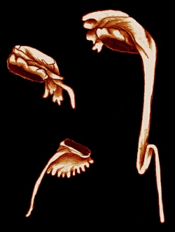 sketch_WoolHoods_JohnMandeville